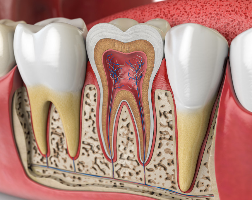 Illustrated cross section of a root canal